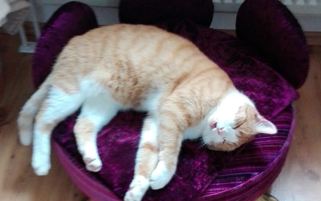 COUCH DAISY mit dem süssen und schnarchenden Paul