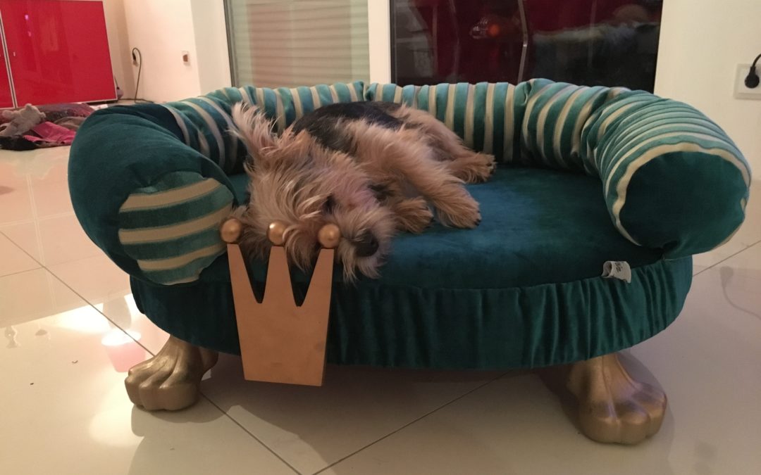 Enzo Launch Jette für ein Bolonkamädchen und zwei Katzen