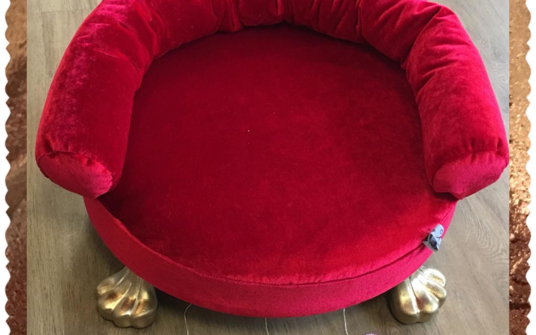 Couch Minou wohnt nun in Köln