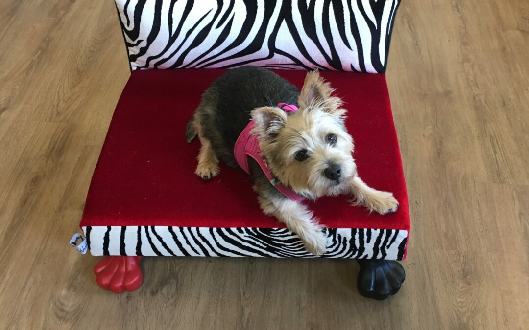 Couch Zebra rot 4